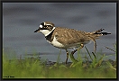 Kleine Plevier, Little Ringed Plover, Charadrius dubius Location: Wierden, the Netherlands kleine plevier DSC 0311-01 kopie